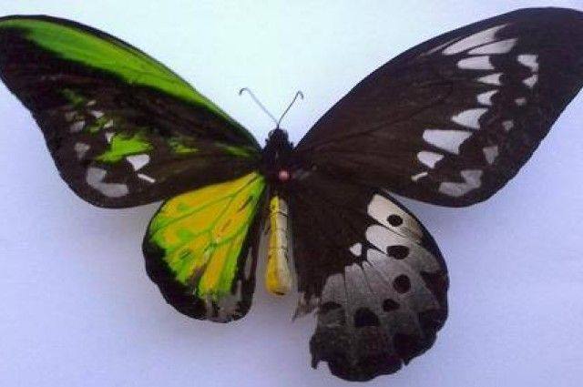 Birdwing (bilateral gynandromorph) (Internet Image property of respective owner, non-commercial use only)